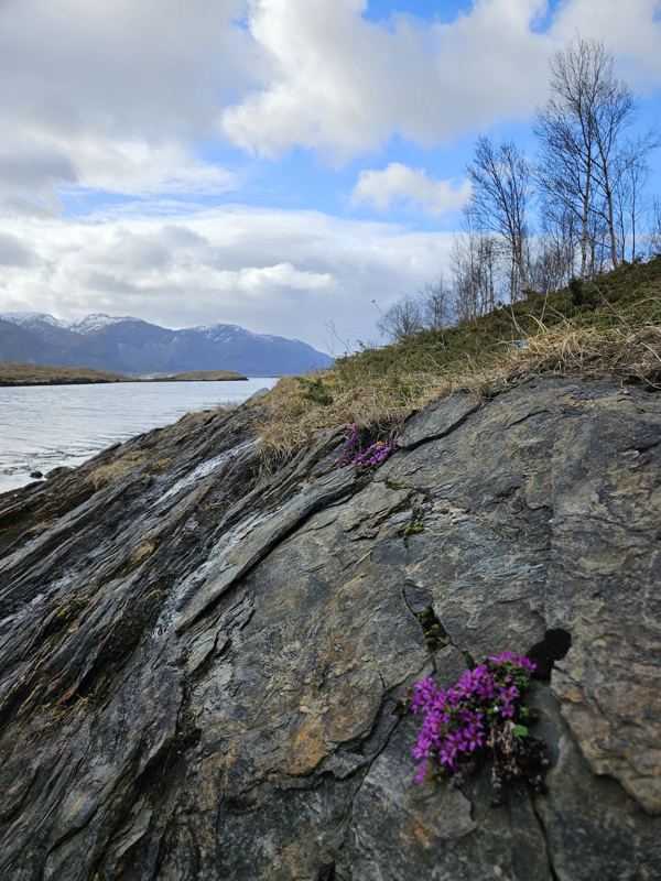Villblomster i berget ved sjøen