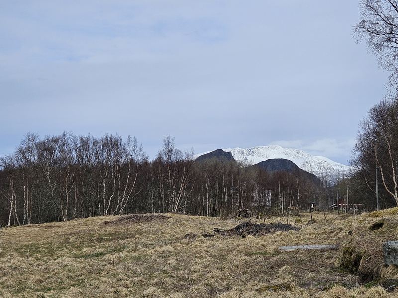 Åpent terreng med løvskog der tomtene planlegges